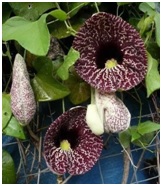 Read more about the article सापसंद फुलामध्ये होणारे परागीभवन (Fly Trap Mechanism in Aristolochia)