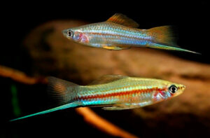 असिपुच्छ मासा (Green swordtail Fish)
