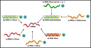 Read more about the article विषाणू वर्गीकरण (Classification of viruses)
