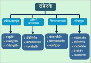 Read more about the article संप्रेरक वर्गीकरण (Hormones Classification)