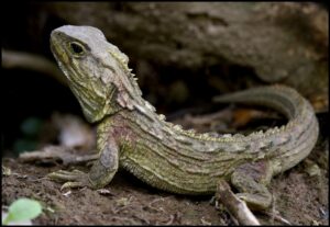 ट्युआटारा (Tuatara)
