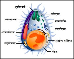 Read more about the article प्लास्मोडियम : हिवताप परजीवी (Plasmodium : Malarial parasite)