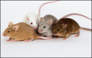 Read more about the article प्रातिनिधिक सजीव : उंदीर (Model Organism : House mouse)