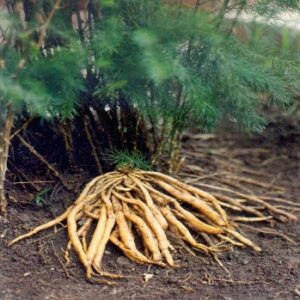 Read more about the article शतावरी (Asparagus)