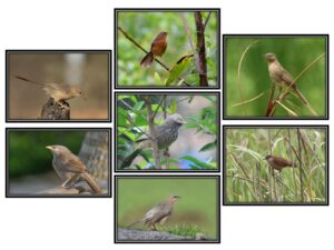 Read more about the article सातभाई (Babbler)
