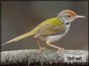 शिंपी पक्षी (Common tailorbird)