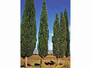 Read more about the article सुरू (Cypress)