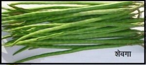 Read more about the article शेवगा (Drumstick tree)