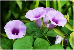 Read more about the article समुद्रशोक (Elephant creeper)