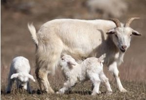 शेळी (Goat)