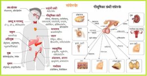 Read more about the article संप्रेरके (Hormones)
