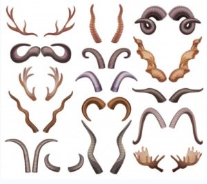 शिंगे (Horns)
