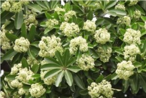 Read more about the article सप्तपर्णी (Indian devil’s tree)