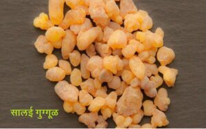 Read more about the article सालई (Indian olibanum tree)