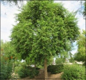 Read more about the article शिसवी (Indian rosewood)