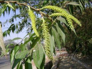 वाळुंज (Indian willow)