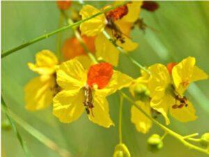 वेडी बाभूळ (Jerusalem thorn)