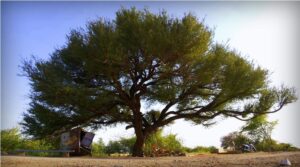 Read more about the article शमी (Khejri tree)