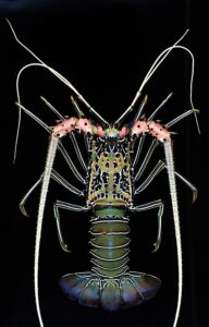 Read more about the article शेवंड (Lobster)