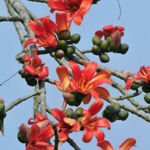 शाल्मली (Red silk cotton tree)