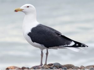 Read more about the article सागरी कुरव (Seagull)