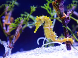 Read more about the article सागरघोडा (Seahorse)