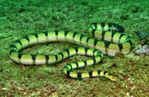 सागरी सर्प (Sea snake)