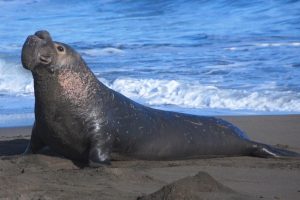 Read more about the article सील (Seal)