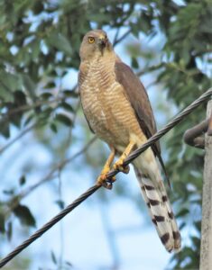 Read more about the article शिकरा (Shikra)