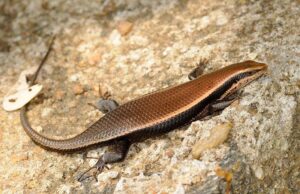 Read more about the article सापसुरळी (Skink)