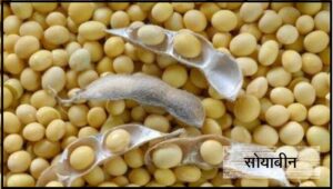 सोयाबीन (Soybean)
