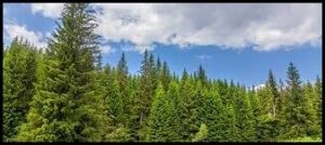 Read more about the article स्प्रूस (Spruce)