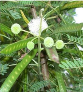 Read more about the article सुबाभूळ (Subabul/ River tamarind)
