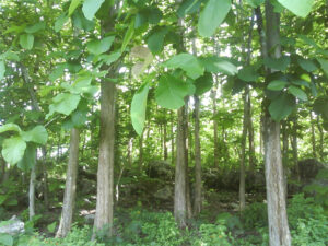 Read more about the article साग (Teak tree)