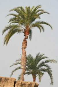 शिंदी (Wild date palm)