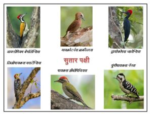 सुतार पक्षी (Woodpecker)