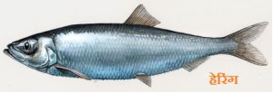 Read more about the article हेरिंग (Herring)
