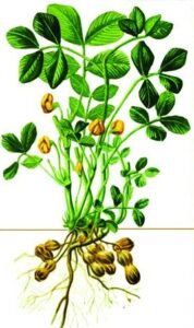 Read more about the article भुईमूग (Groundnut)