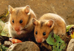 प्रातिनिधिक सजीव : सीरियन हॅमस्टर (Model organism : Syrian hamster)