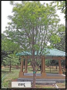 Read more about the article हळदू (East Indian satinwood / Ceylon satinwood)