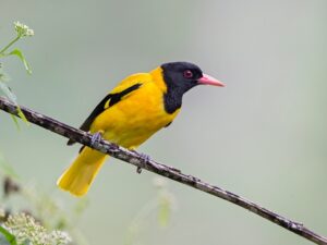 हळद्या (Indian golden oriole)