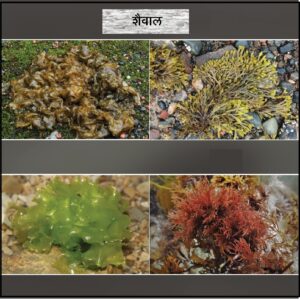 शैवाल (Algae)