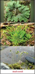Read more about the article शेवाळी वनस्पती (Bryophyta)
