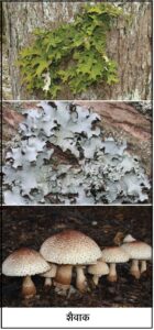 Read more about the article शैवाक (Lichen)
