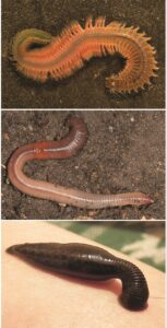 Read more about the article वलयांकित संघ (Phylum annelid)
