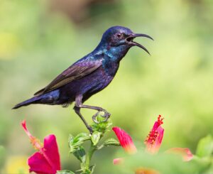 सूर्यपक्षी (Sunbird)