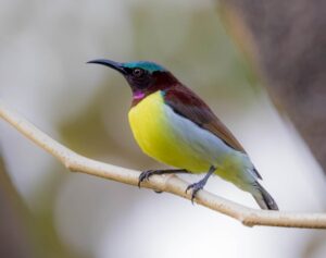 शिंजिर (Sunbird)