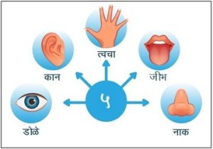 ज्ञानेंद्रिये (Senses)