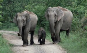 Read more about the article हत्ती (Elephant)