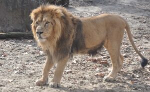 Read more about the article सिंह (Lion)
